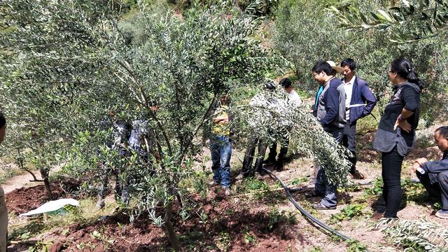 会东：油橄榄技术培训助推乡村振兴